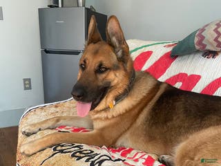 German Shepherd dogs Riley - Ad 3