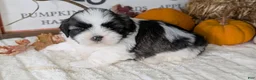 Shih Tzu dogs for sale: Kona - Ad 8