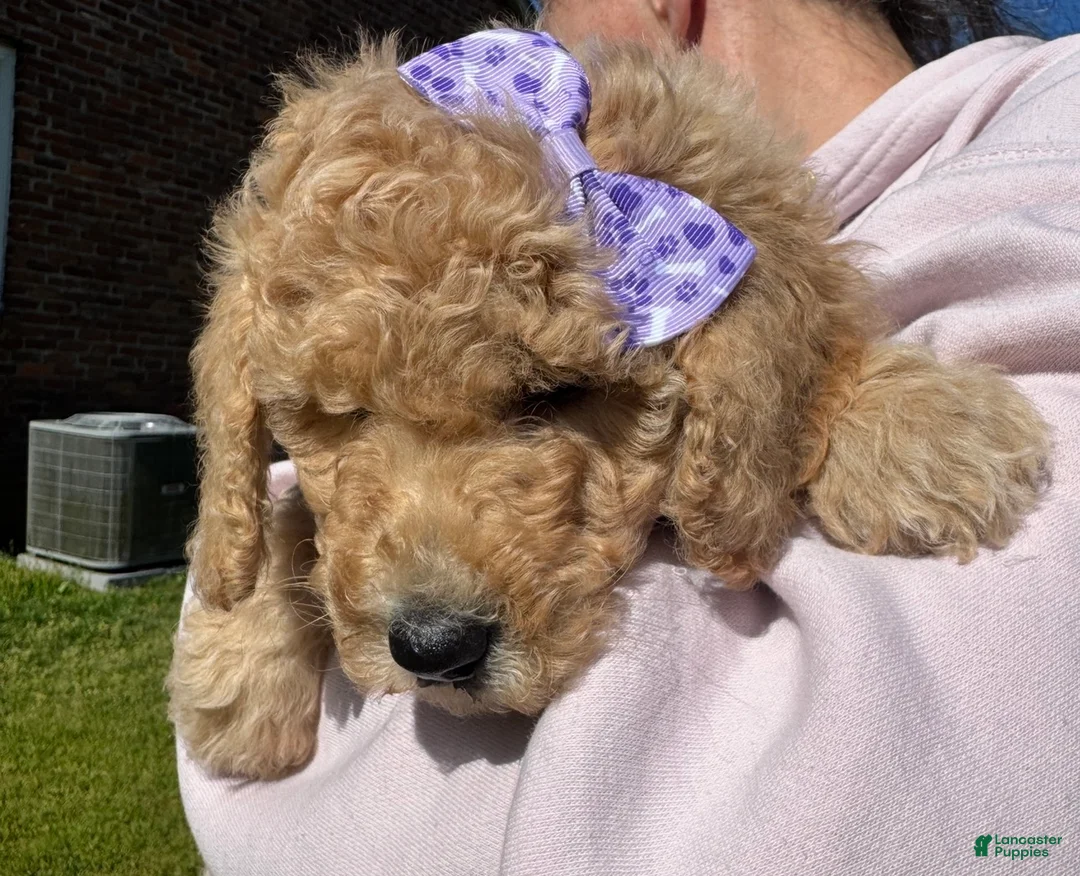 Goldendoodle dogs for sale: Goldendoodle Puppy 6 - Rosey - Purple Collar - Ad 2