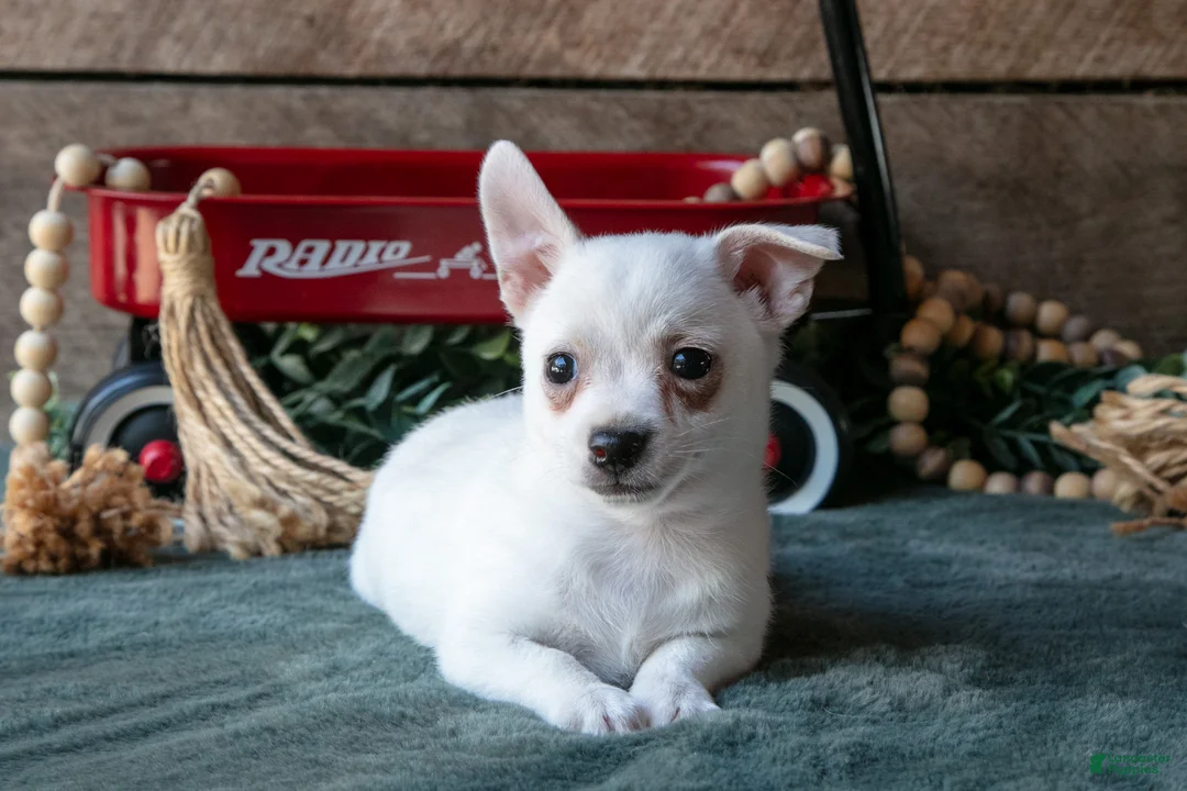 Chihuahua dogs for sale: Preston - Ad 1