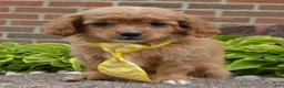 Cavapoo dogs for sale: Charlie - Ad 11