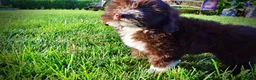 Havapoo dogs for sale: Emma - Ad 15