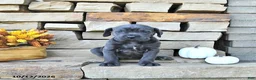 Cane Corso dogs for sale: Cali - Ad 5