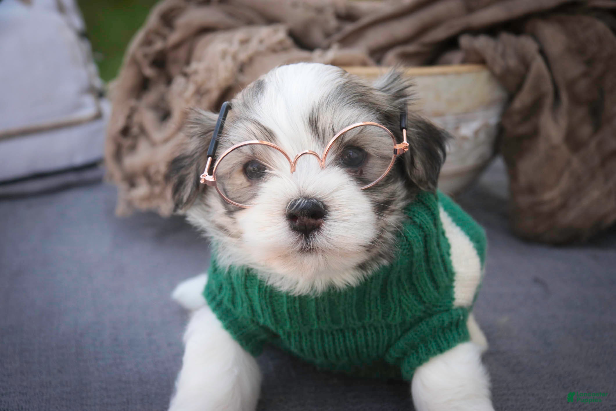 Havanese dogs Darcy Havanese  - Ad 2