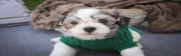 Havanese dogs for sale: Darcy Havanese  - Ad 15