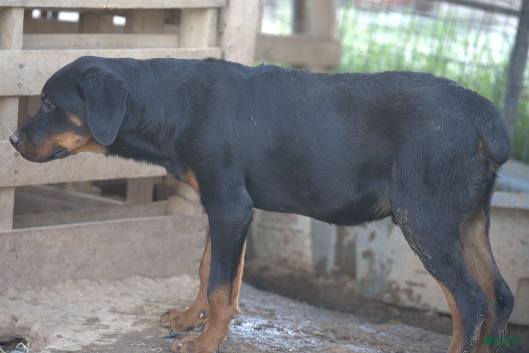 Rottweiler dogs for sale: Raja M2 - Ad 6