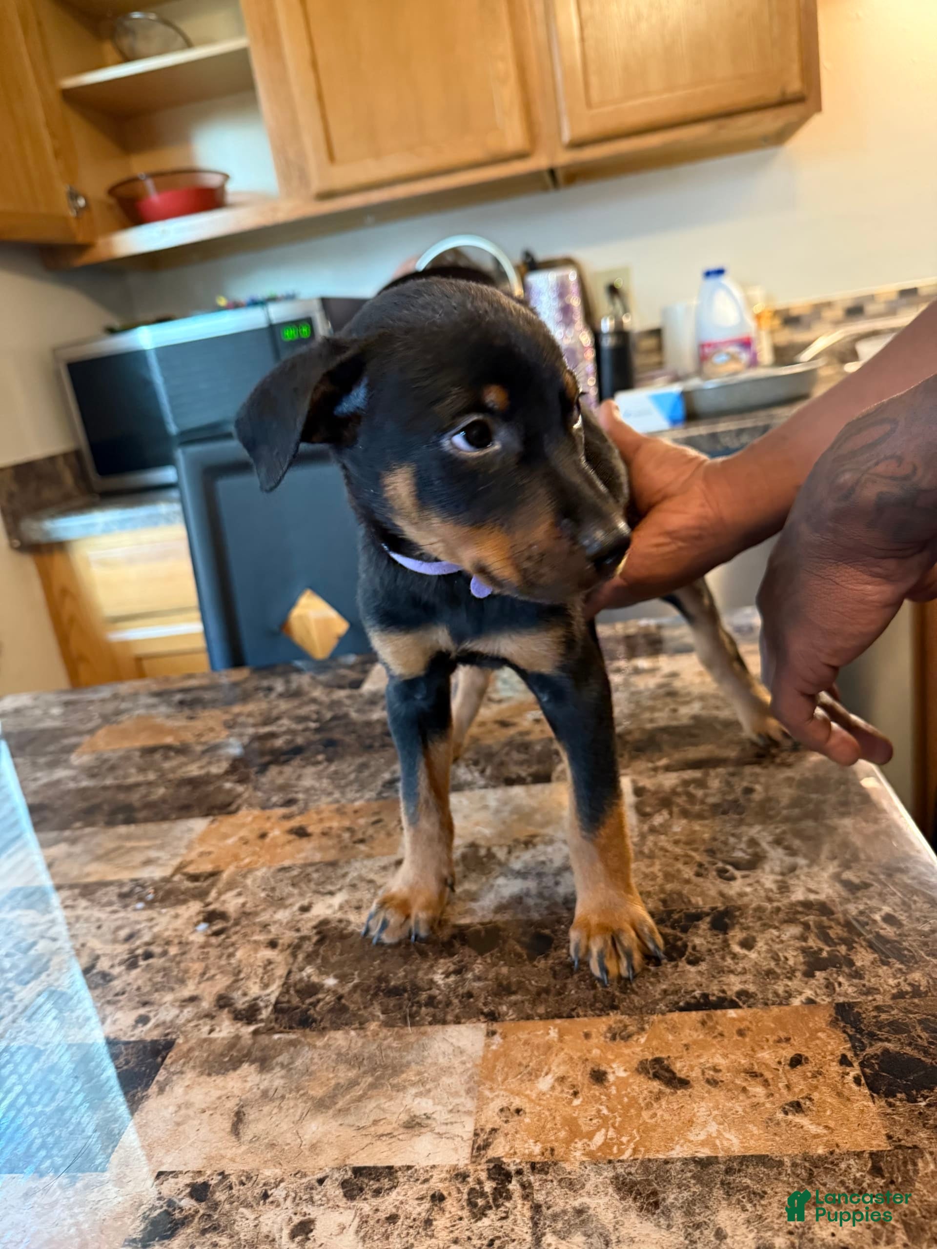 Bear Cubs Butler Kennels Rottweilers BLACK BEAR CUB Scenic Metal