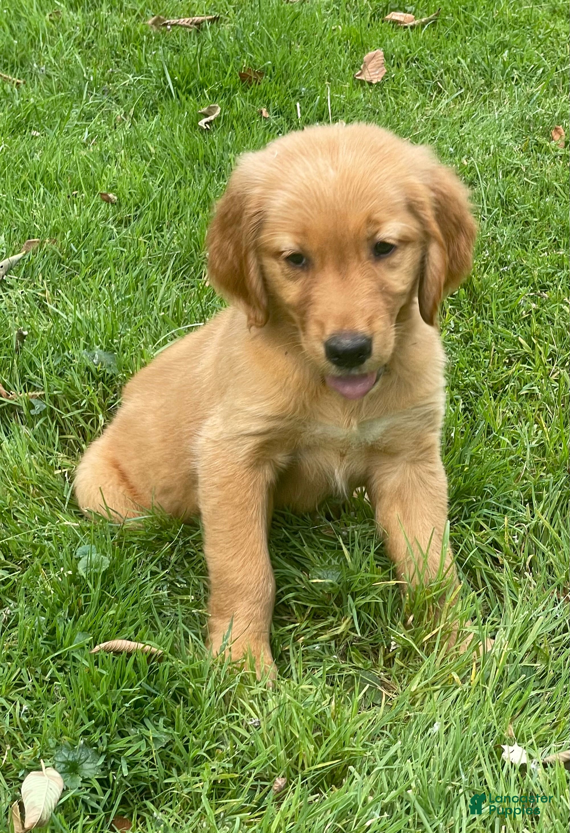 Golden Retriever dogs Golden Retriever 1 - Ad 1