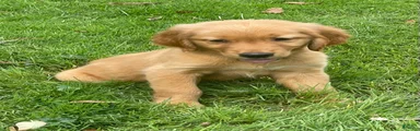 Golden Retriever 1