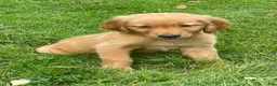 Golden Retriever dogs for sale: Golden Retriever 1 - Ad 1