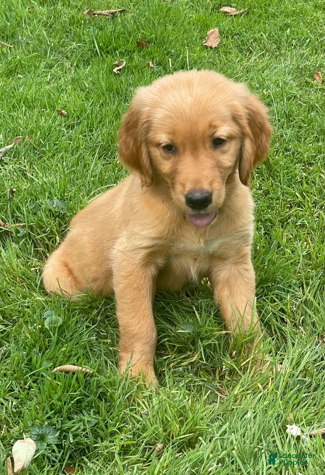 Golden Retriever dogs for sale: Golden Retriever 1 - Ad 1