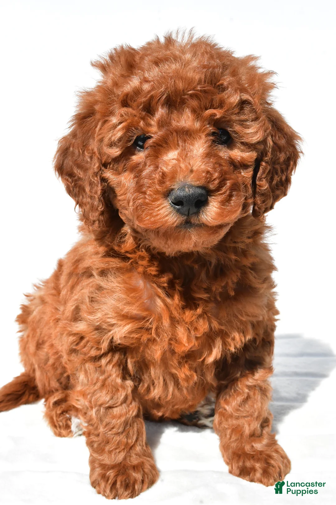 Mini Goldendoodle dogs for sale: Maple - Ad 2