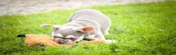 French Bulldog dogs for sale: Stella🌸 - Ad 6