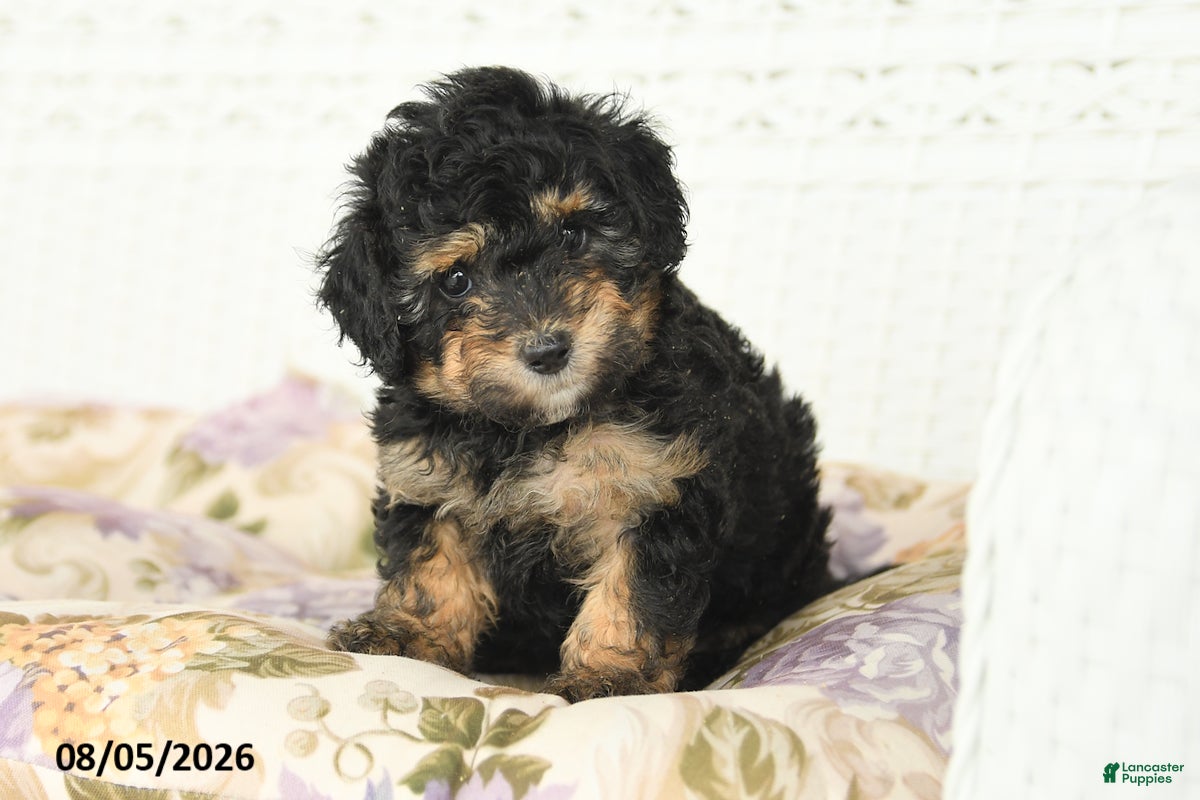 Miniature Poodle dogs Abby - Ad 2