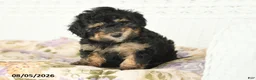 Miniature Poodle dogs for sale: Abby - Ad 2