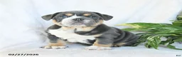 English Bulldog dogs for sale: Miss Bluebell - Ad 3