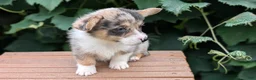 Welsh Corgi Pembroke dogs for sale: Jax - Ad 5