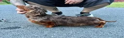 Miniature Dachshund dogs for sale: Champion Harriet Boy AKC Russian  - Ad 1