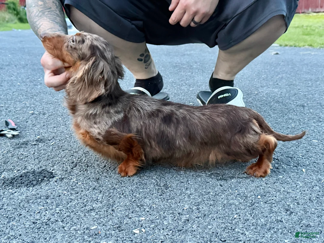 Miniature Dachshund dogs for sale: Champion Harriet Boy AKC Russian  - Ad 1