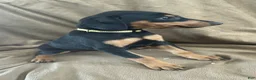 Doberman Pinscher dogs for sale: Yellow Collar  - Ad 3