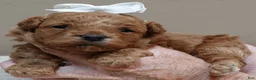 Toy Poodle dogs for sale: Valentine - Ad 9