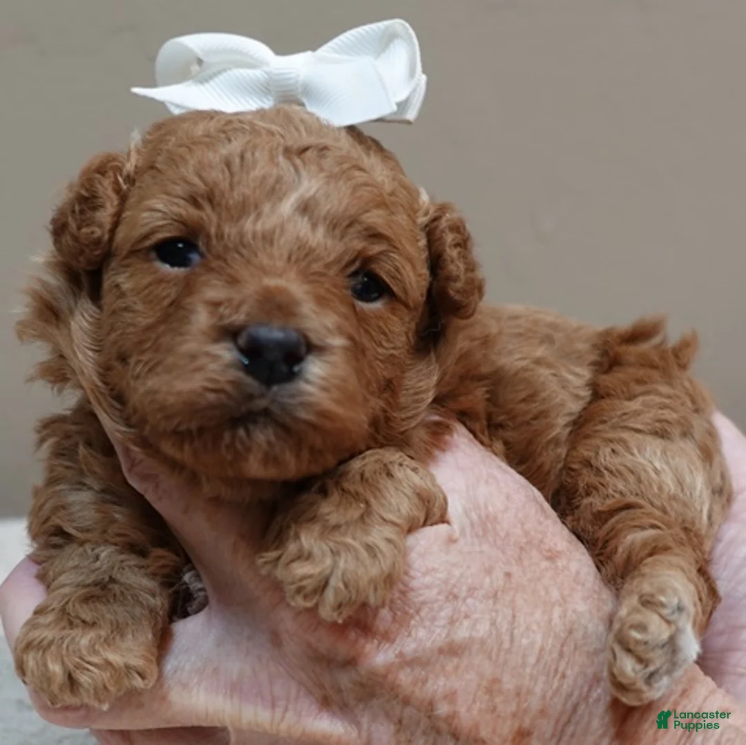 Toy Poodle dogs for sale: Valentine - Ad 9