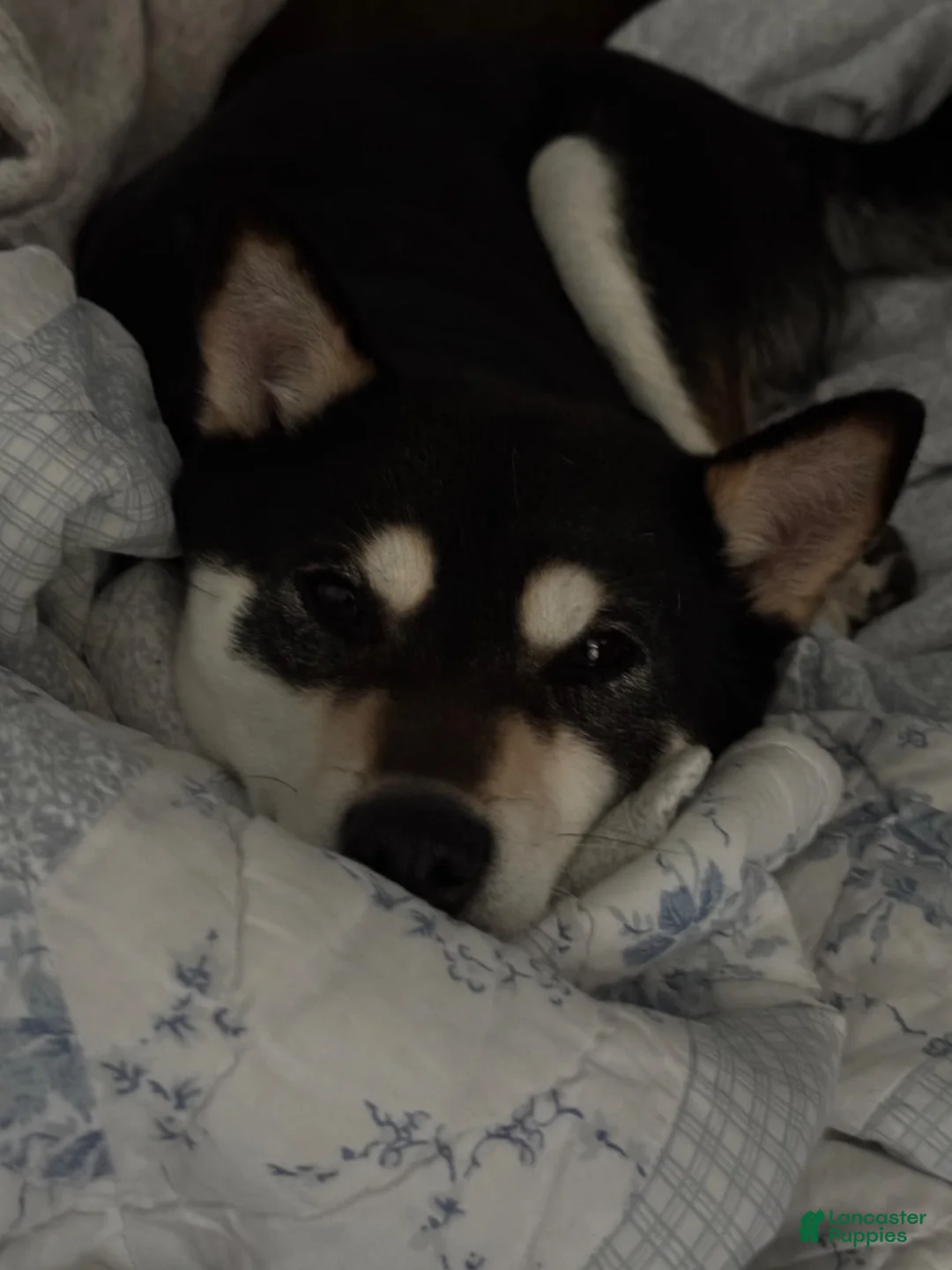 Shiba Inu dogs for sale: Axel - Ad 14