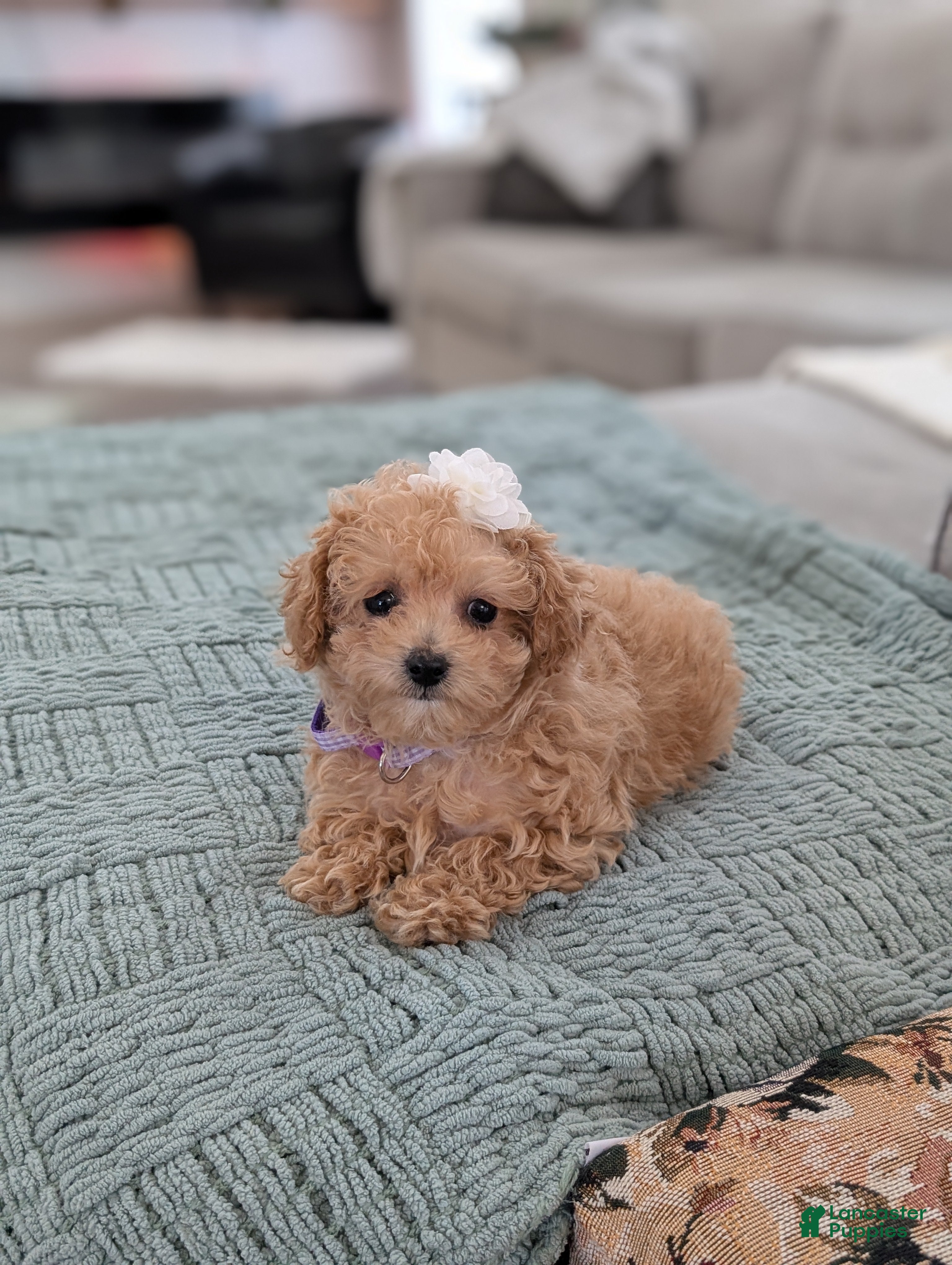 Toy Poodle dogs Amara - Ad 40