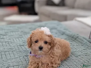 Toy Poodle dogs for sale: Amara - Ad 4
