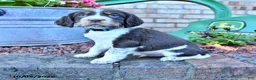 English Springer Spaniel dogs for sale: Ruger Jr - Ad 2