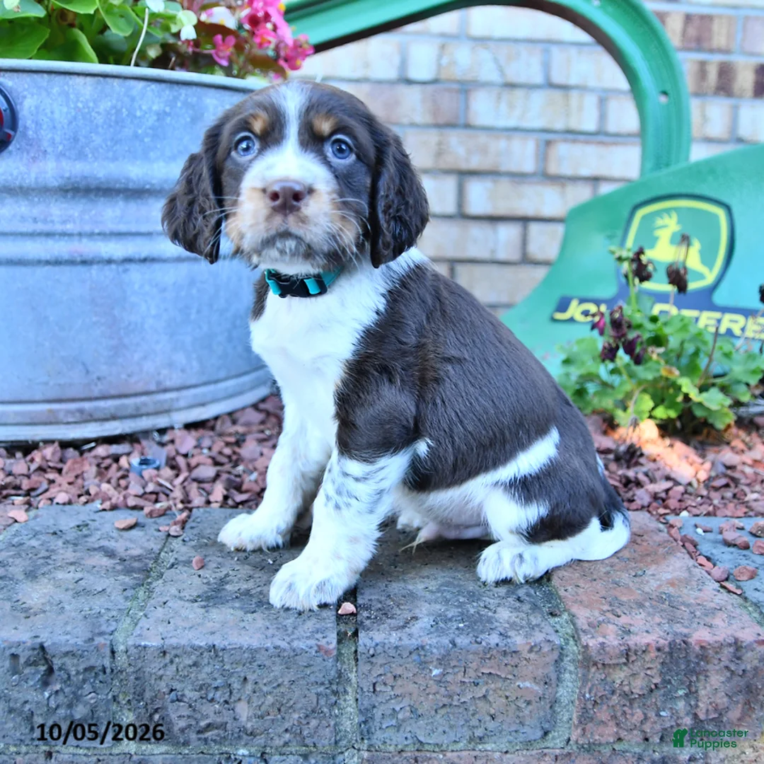 English Springer Spaniel dogs for sale: Ruger Jr - Ad 2