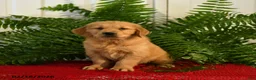 Golden Retriever dogs for sale: Andy - Ad 1