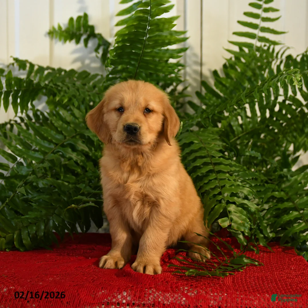 Golden Retriever dogs for sale: Andy - Ad 1