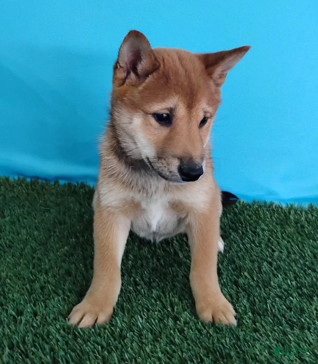 Shiba Inu dogs for sale: Pickle - Ad 5