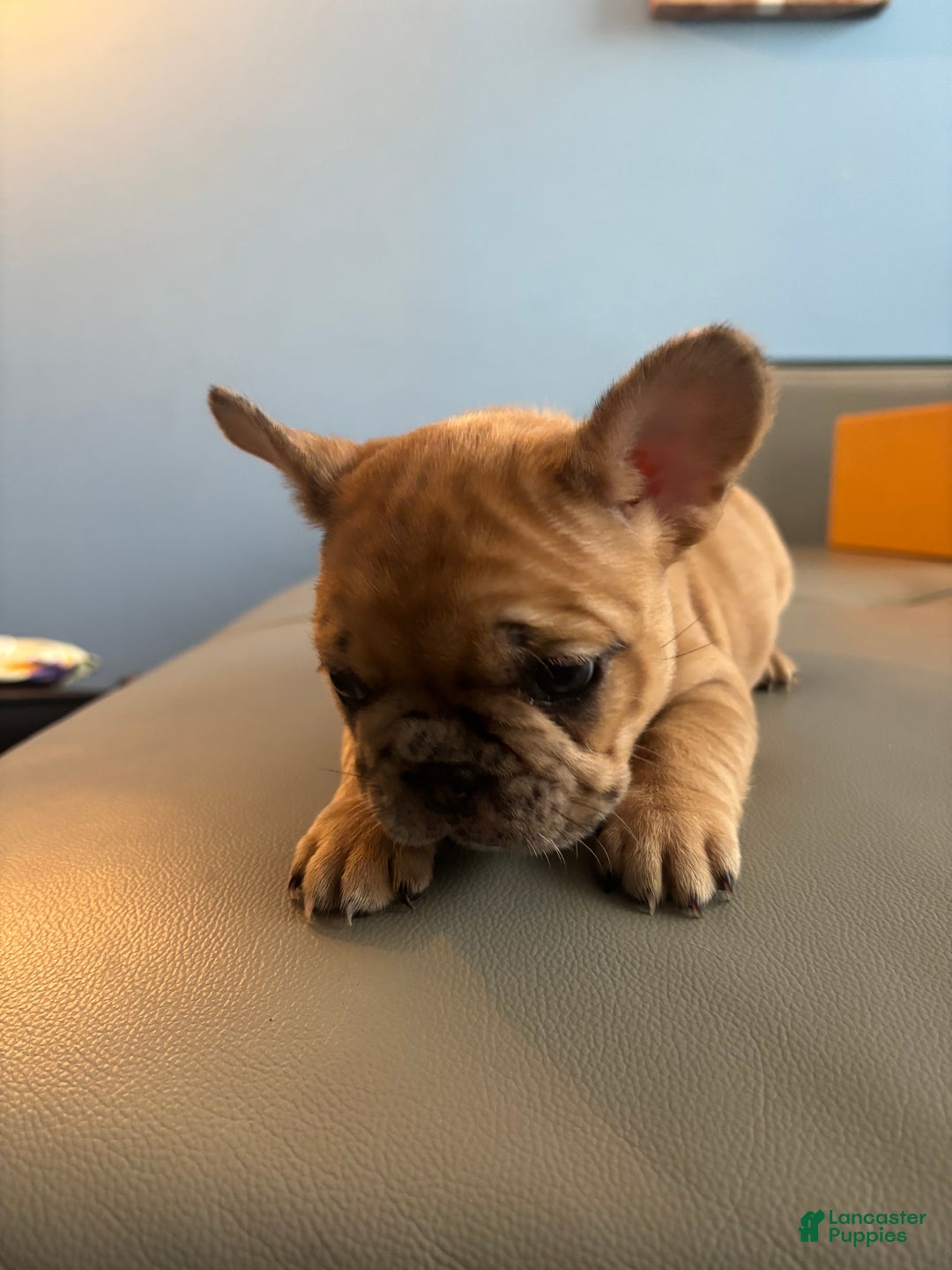 French Bulldog dogs for sale: Mega - Ad 2