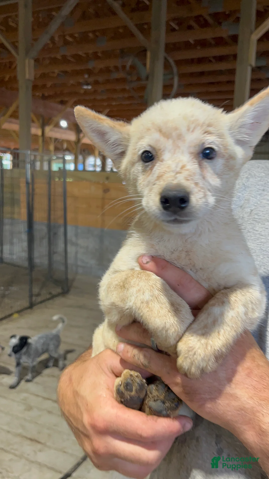 Australian Cattle Dog dogs for sale: Breanna - Ad 2