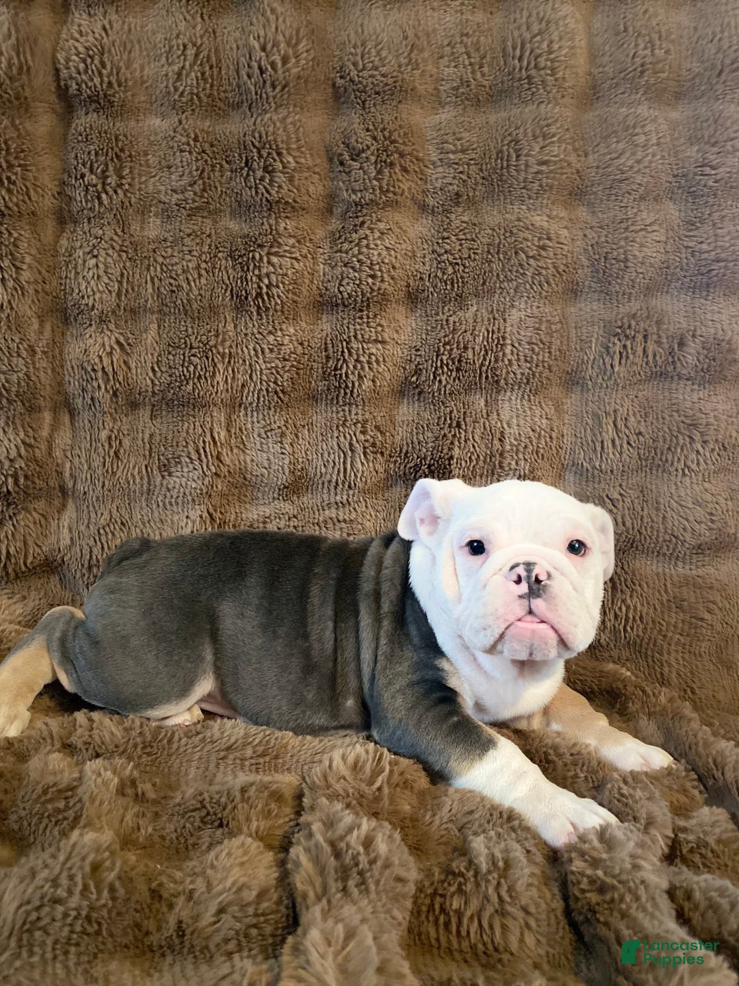 English Bulldog dogs for sale: Banksy - Ad 5