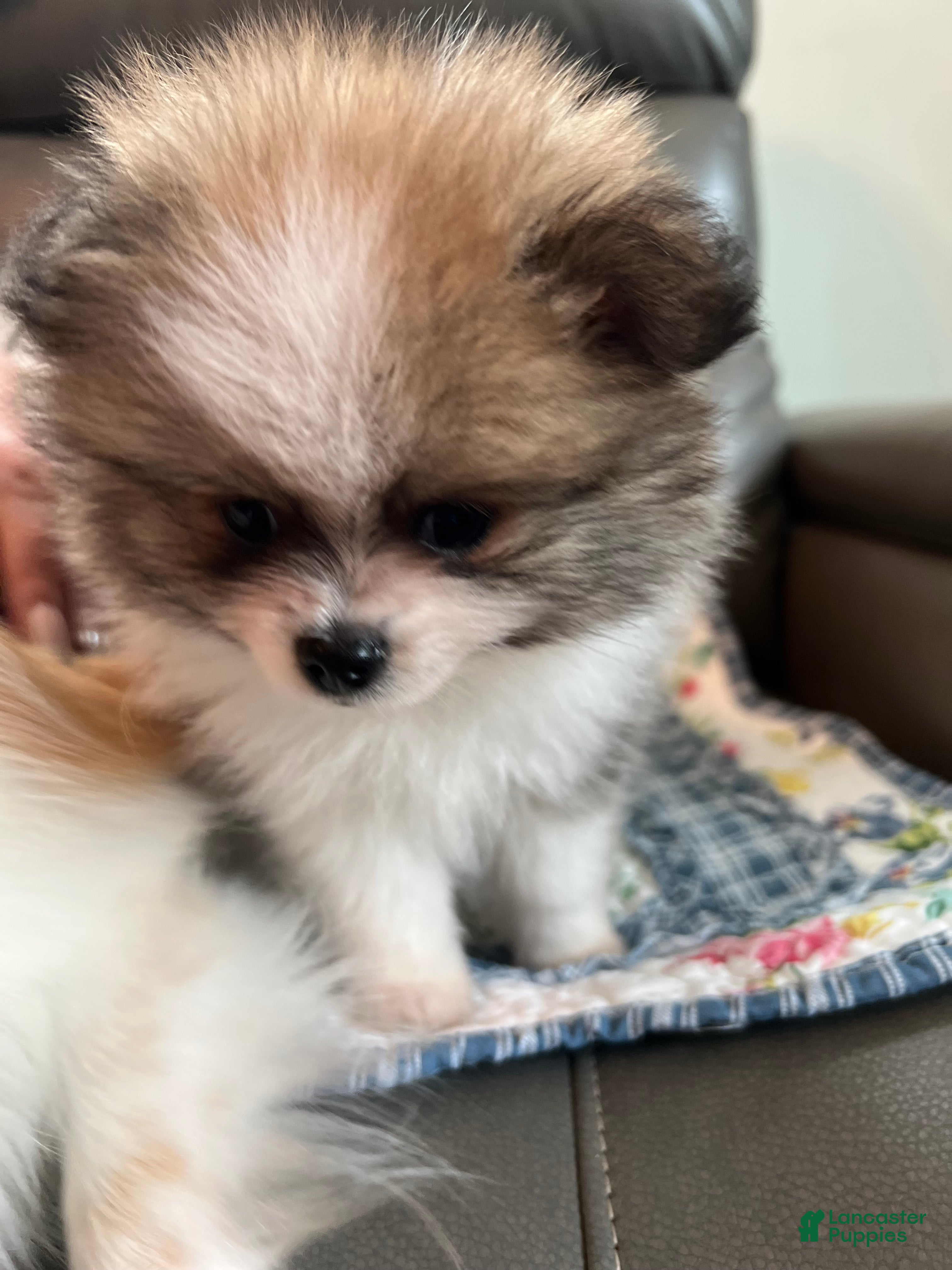 Pomeranian dogs Leo - Ad 1
