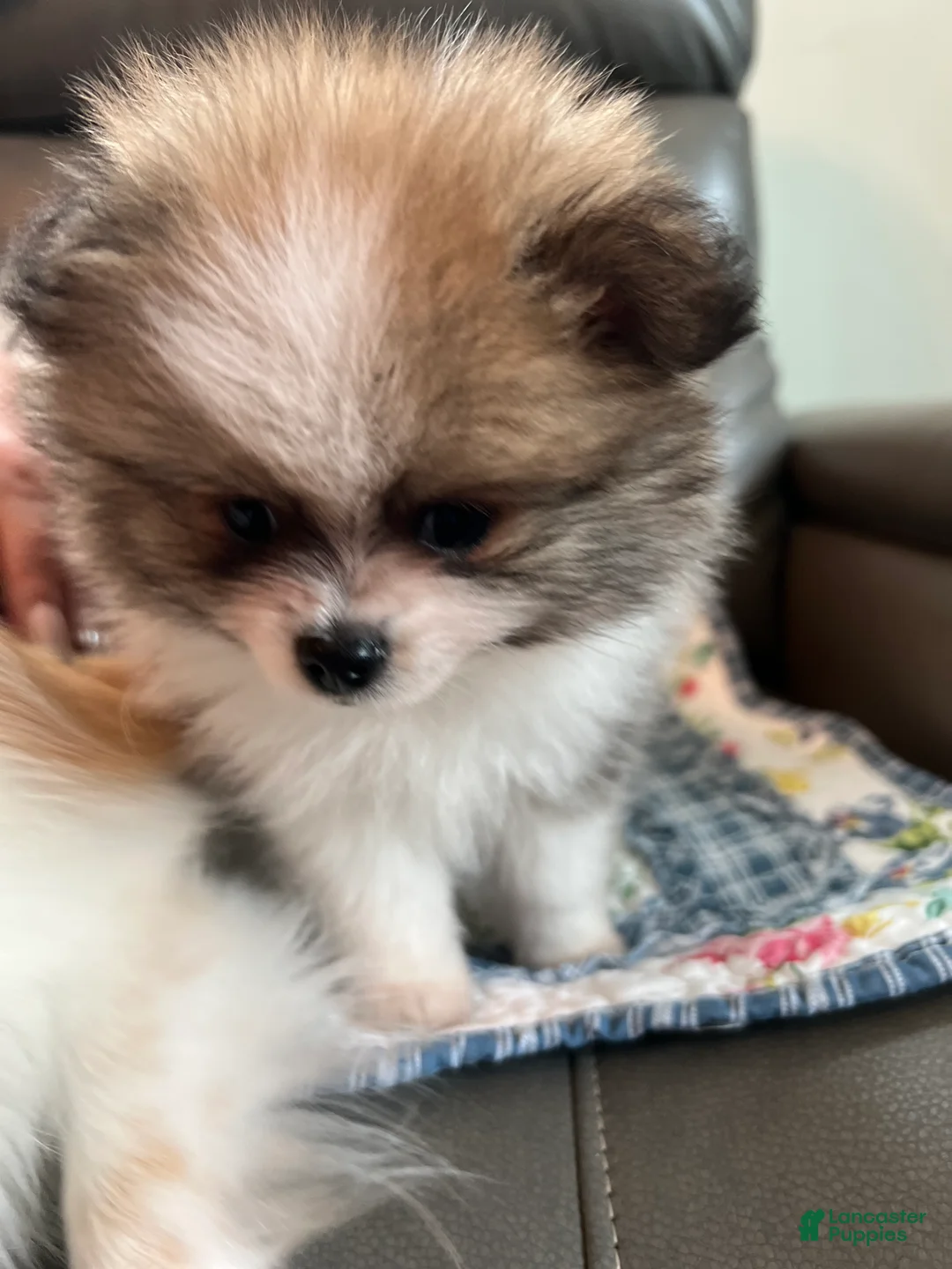 Pomeranian dogs for sale: Leo - Ad 1