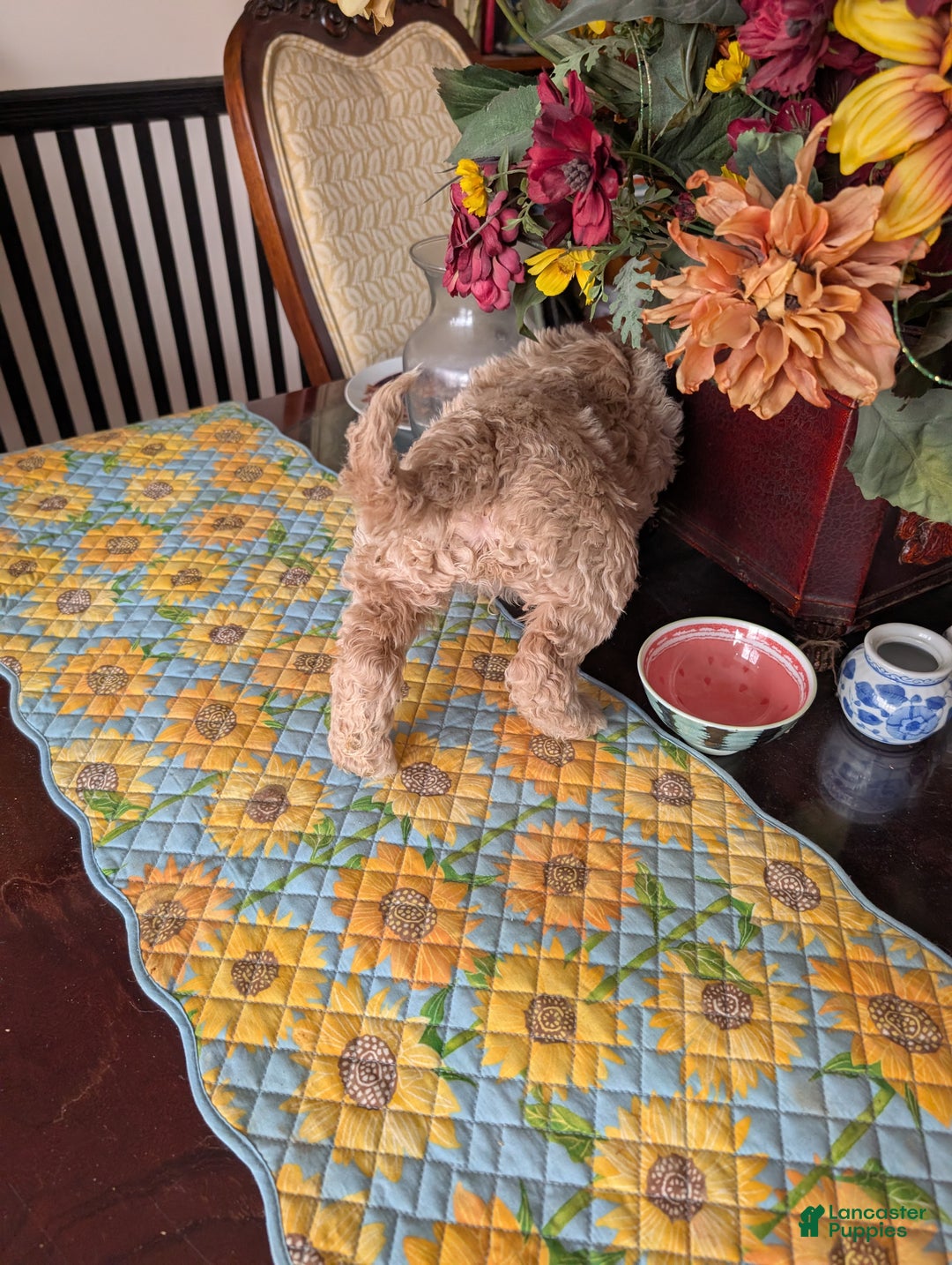 Goldendoodle dogs for sale: Jack - Ad 5