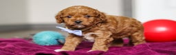 Cavapoo dogs for sale: Ike - Ad 2