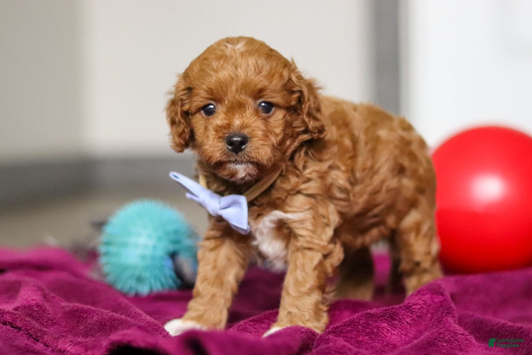 Cavapoo dogs for sale: Ike - Ad 2