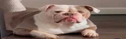 English Bulldog dogs for sale: English Bulldog Puppy 1 - Ad 4