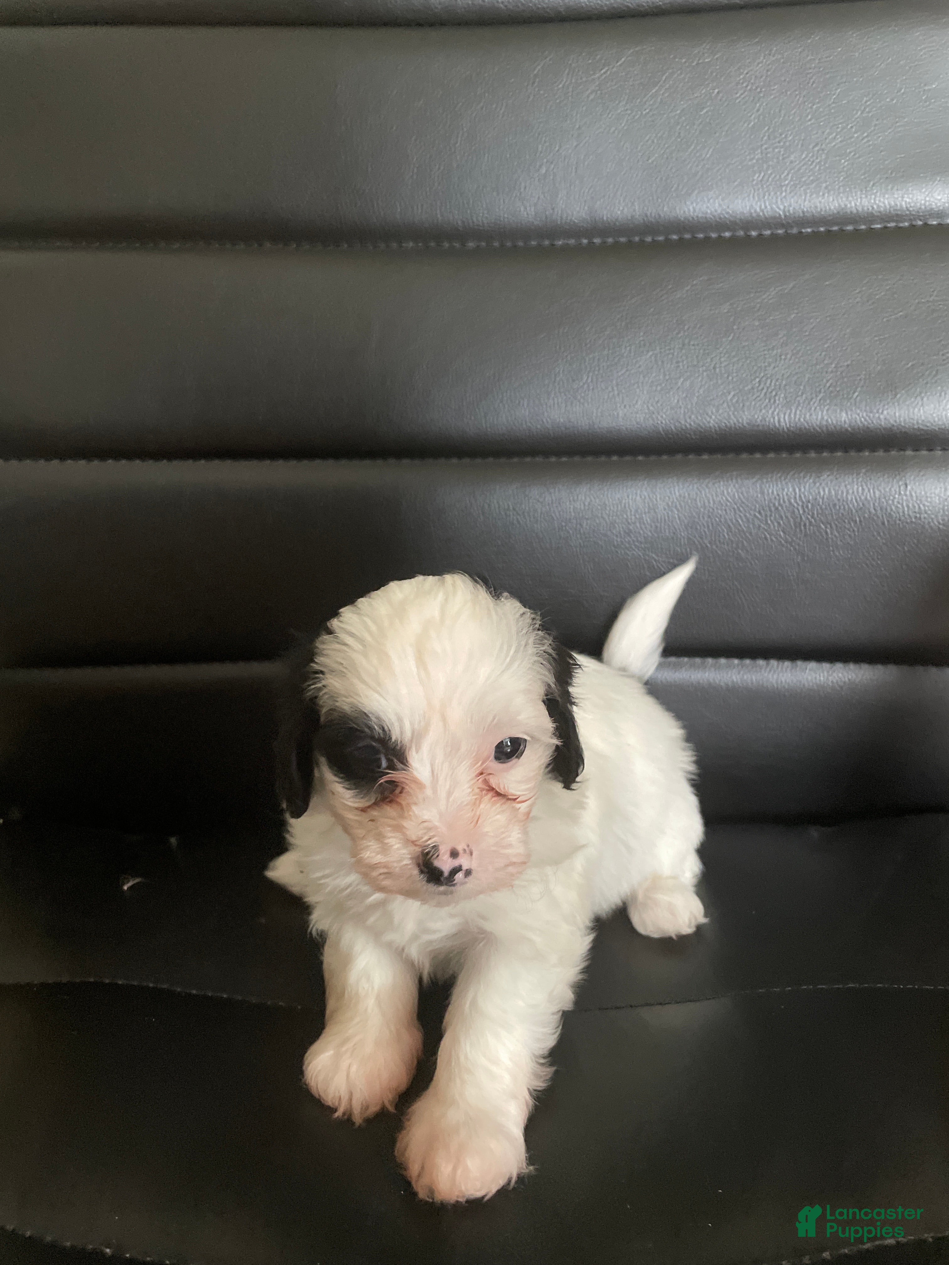 Shihpoo dogs Shihpoo 6 - Ad 1
