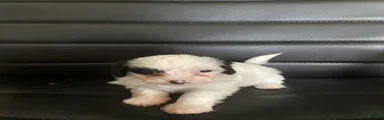 Shihpoo 6