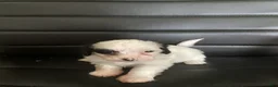 Shihpoo dogs for sale: Shihpoo 6 - Ad 1