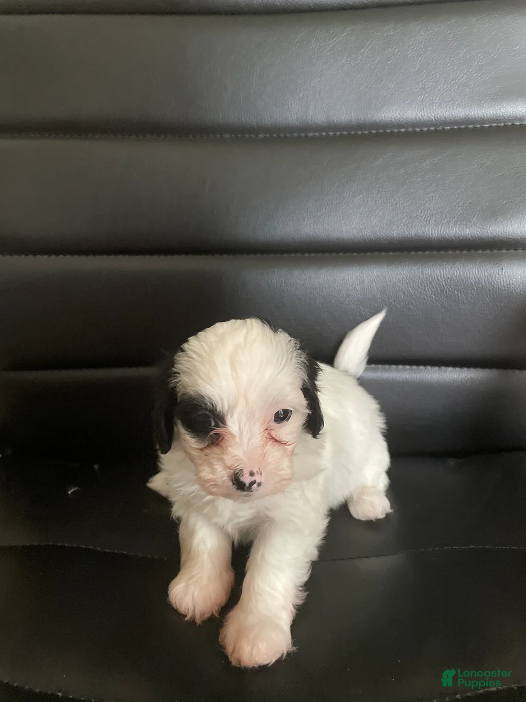 Shihpoo dogs for sale: Shihpoo 6 - Ad 1