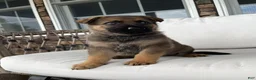 German Shepherd dogs for sale: Clarke - Ad 7