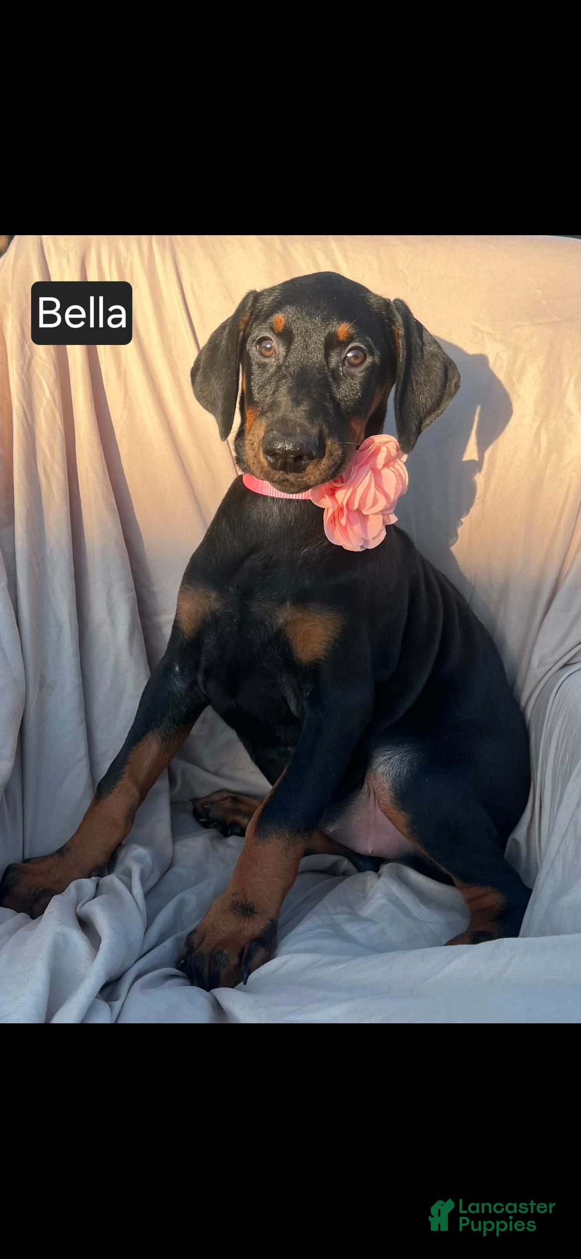 Doberman Pinscher dogs Bella WEEKEND SPECIAL $250 OFF! - Ad 2