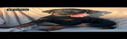 Doberman Pinscher dogs for sale: Bella WEEKEND SPECIAL $250 OFF! - Ad 2